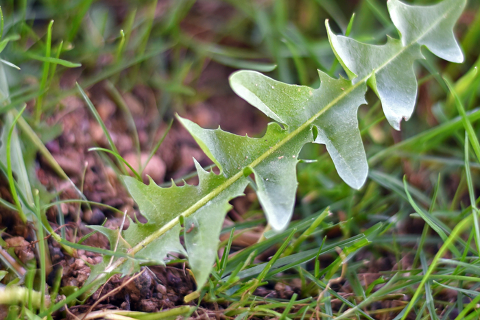 Common Dandelion leaves are bright green with triangular lobes, often with tiny teeth as shown in the photo here. Taraxacum officinale